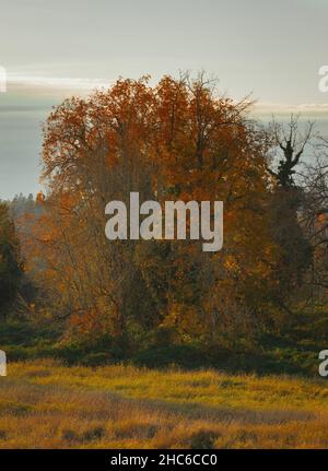 Image verticale d'un arbre avec des feuilles rouges et jaunes capturées pendant l'automne Banque D'Images