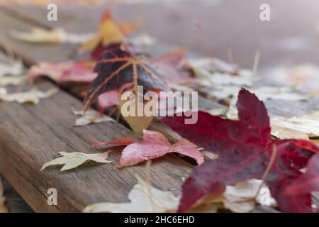 Gros plan des feuilles d'automne Banque D'Images