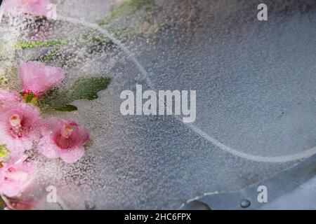 Cliché magnétique des fleurs roses congelées dans la glace Banque D'Images