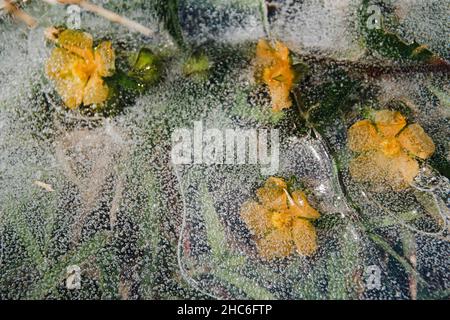 Cliché magnétique des petites fleurs jaunes congelées dans la glace Banque D'Images