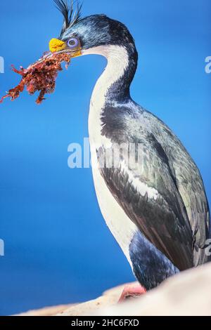 Scories impériales (Leucocarbo atyceps), Sea Lion Island, Falkland Islands, Amérique du Sud Banque D'Images