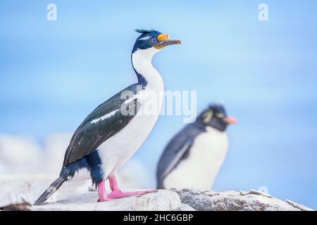 Scories impériales (Leucocarbo atyceps), Sea Lion Island, Falkland Islands, Amérique du Sud Banque D'Images