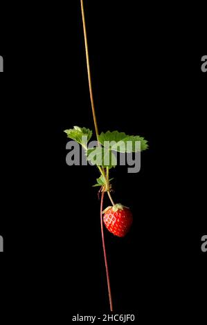 plante de fraise avec une seule baie et des feuilles rouges mûres, isolée sur fond noir, vue rapprochée avec espace de copie Banque D'Images