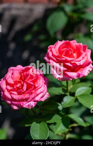 Plan vertical de deux roses roses qui fleurissent dans le jardin Banque D'Images