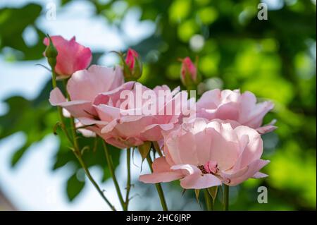 De magnifiques roses roses fleurissent dans un jardin Banque D'Images