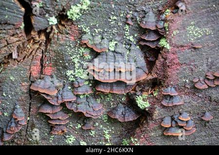 Hymenochaete rubiginosa chêne rideau croûte champignon poussant sur l'arbre dans la forêt du Palatinat Banque D'Images