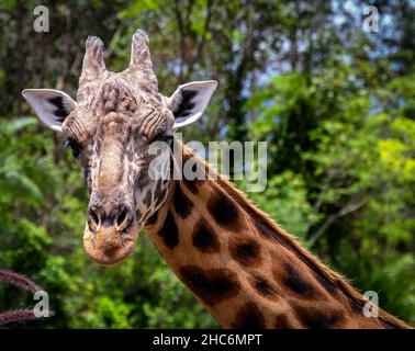 Photo sélective d'une tête de girafe dans un zoo du Queensland, en Australie Banque D'Images