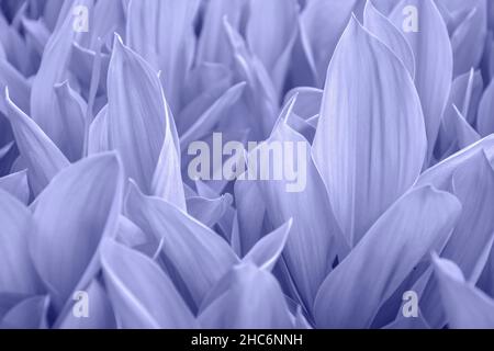 Nénuphars frais de feuilles de vallée dans une couleur monochrome très tendance Peri.Arrière-plan naturel.Fleurs sauvages de la forêt.Forêt au début du printemps.Ton.Sélectif FO Banque D'Images