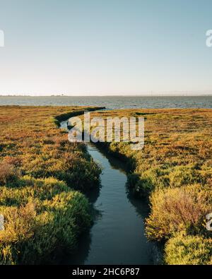 Terres humides de la réserve naturelle de Baylands, à Palo Alto, en Californie Banque D'Images