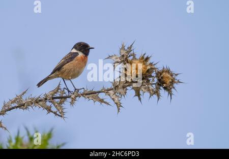 European stonechat (Saxicola rubicola) homme au sommet d'un chardon, Andalousie, Espagne. Banque D'Images