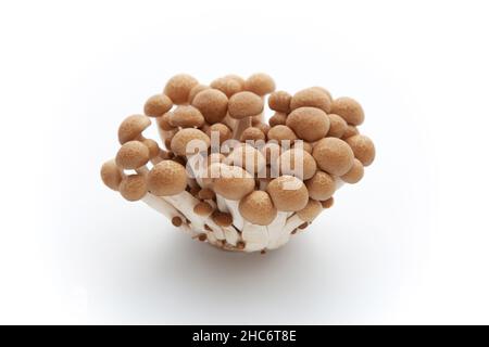 Champignons shimeji isolé sur fond blanc Banque D'Images