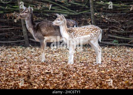 Gros plan de cerfs de jachère européens debout sur l'herbe en automne Banque D'Images