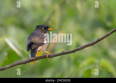 jungle myna oiseau. jungle myna est un myna, un membre de la famille étoilée. Banque D'Images