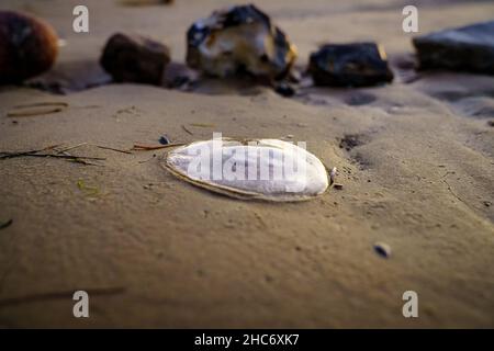 Gros plan d'un méduse sur la plage Banque D'Images