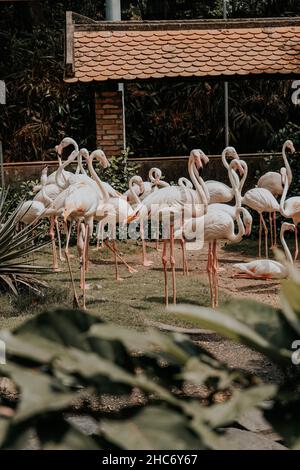 Plan vertical de beaucoup de flamants roses dans le jardin Banque D'Images