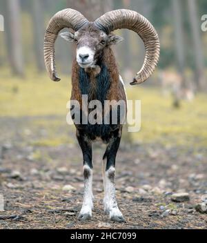Photo d'un beau mouflon, petit foyer, se dresse sur l'herbe au milieu de la forêt Banque D'Images