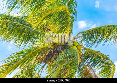 Palmiers naturels tropicaux avec fond bleu ciel au parc et plage de Flamengo à Rio de Janeiro au Brésil. Banque D'Images