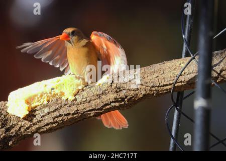 Gros plan d'un cardinal perché sur une branche en bois sur un arrière-plan flou Banque D'Images