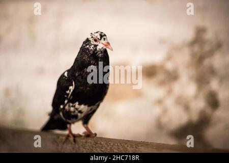 Waldviertel Cropper Pigeon (Waldviertler Kröpfer, Boulant de Waldviertel, Gozzuto à Waldviertel), un pigeon d'Autriche Banque D'Images