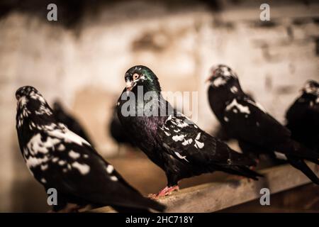 Waldviertel Cropper Pigeon (Waldviertler Kröpfer, Boulant de Waldviertel, Gozzuto à Waldviertel), un pigeon d'Autriche Banque D'Images