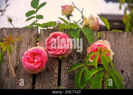 Clôture de jardin avec roses et lierre en fleurs. Rose romantinc fleur dans un beau décor de vieille clôture en bois. Banque D'Images