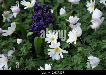 Avec jacinthe mauve lilas blanc dans un jardin sur une journée de printemps été en lisse, Keukenhoff, Pays-Bas, Europe Banque D'Images