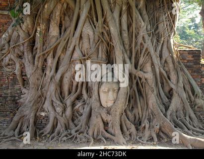 Tête de Bouddha de grès dans les racines de l'arbre à Wat Mahathe, Ayutthaya Banque D'Images