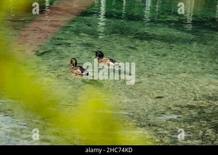 Deux canards dans l'étang de la Koenigssee (Königssee) en Bavière, Allemagne Banque D'Images