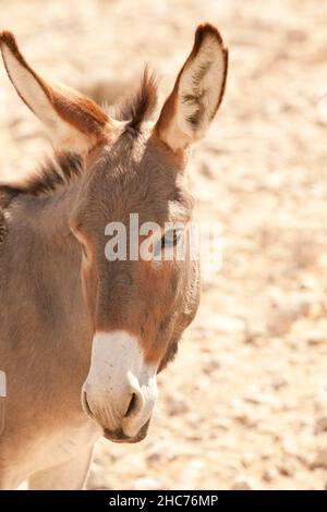 Âne à la ferme et dans le champ Banque D'Images