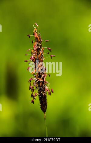 Une queue de prairie mince dans le fond vert flou Banque D'Images