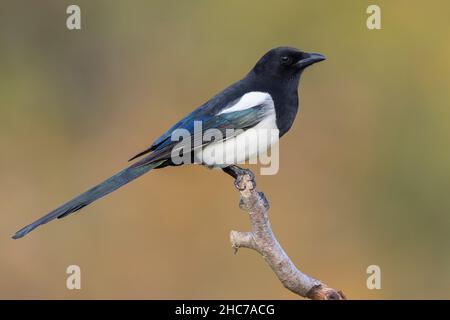 Magpie eurasienne (Pica pica), vue latérale d'un adulte perché sur une branche, Campanie, Italie Banque D'Images