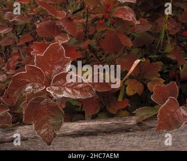 Les feuilles rouges avec une couche de gel sucrée reposent sur une vieille clôture en bois au début de la matinée d'automne. Banque D'Images