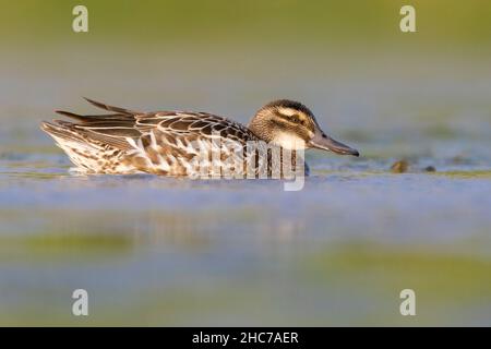 Garganey (Anas querquedula), vue latérale d'une femme adulte nageant dans l'eau, Campanie, Italie Banque D'Images