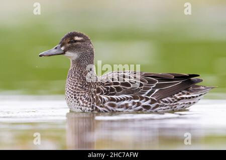 Garganey (Anas querquedula), vue latérale d'une femme adulte nageant dans l'eau, Campanie, Italie Banque D'Images