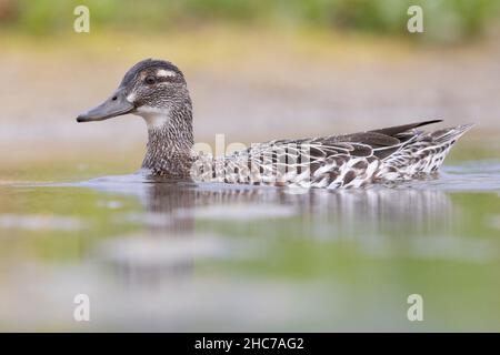 Garganey (Anas querquedula), vue latérale d'une femme adulte nageant dans l'eau, Campanie, Italie Banque D'Images