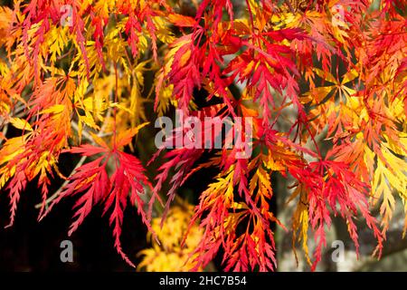 Scène automnale des feuilles colorées d'un érable japonais (Acer palmatum) dans un jardin à Nanaimo, sur l'île de Vancouver, en Colombie-Britannique, au Canada, en novembre Banque D'Images