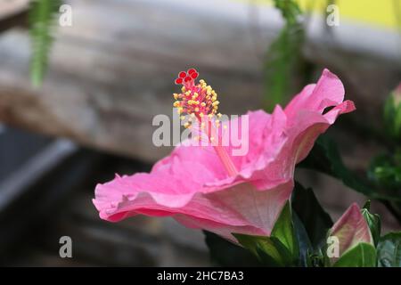 Vue latérale des fleurs d'hibiscus roses en fleur Banque D'Images
