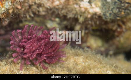 Fan Coral Underwater au Bargara Rock Bungaerg QLD Australie Banque D'Images