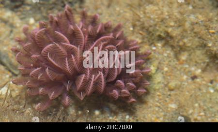 Fan Coral Underwater au Bargara Rock Bungaerg QLD Australie Banque D'Images