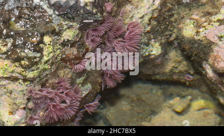 Fan Coral Underwater au Bargara Rock Bungaerg QLD Australie Banque D'Images