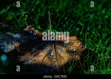 Feuilles mortes avec rosée du matin sur fond d'herbe verte Banque D'Images