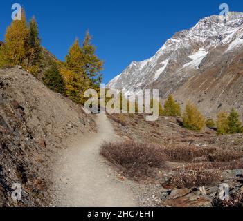 Paysage alpin suisse en automne. Sentier de randonnée en direction de langgletscher à travers la forêt de mélèze. Banque D'Images