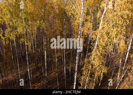 Automne doré, Treetops d'un point de vue d'oiseau au coucher du soleil, le drone s'élève au-dessus des arbres, couronnes d'arbre doré, un chemin dans la forêt Banque D'Images