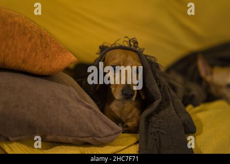 Beau dachshund à poil roux, également appelé dachshund, chien viennois ou dachshund, dormant dans une couverture sur son lit et sur le canapé, l Banque D'Images