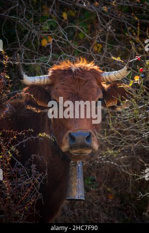 Gros plan de la tête d'une vache dans des buissons avec une cloche suspendue à son cou. Banque D'Images