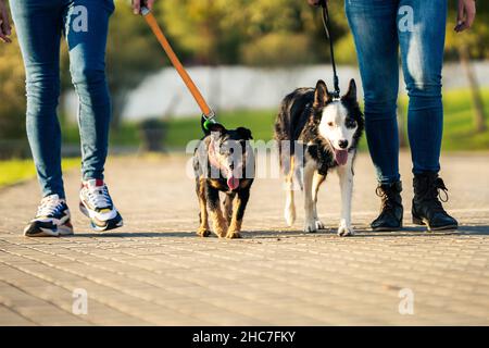 Deux chiens fatigués sur une laisse marchant avec des gens Banque D'Images