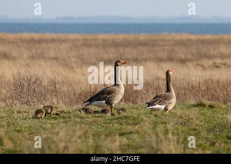 Deux nez avec leurs petits marchant sur le champ et l'eau visible à l'horizon Banque D'Images