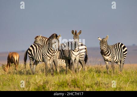 Zèbres des plaines, Equus quagga, dans le Maasai Mara au Kenya Banque D'Images