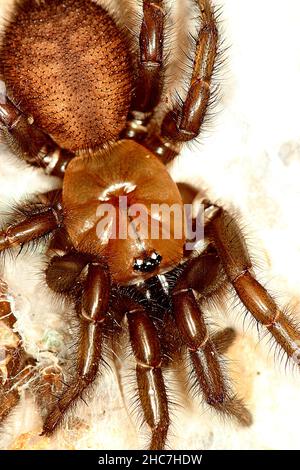 Araignée non identifiée (Porrhothele sp.?) Banque D'Images