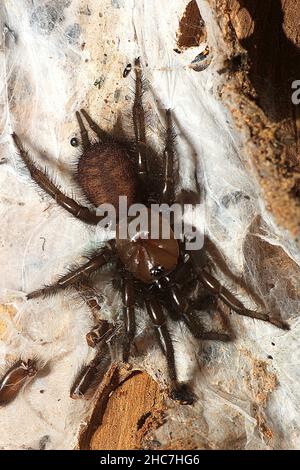 Araignée non identifiée (Porrhothele sp.?) Banque D'Images